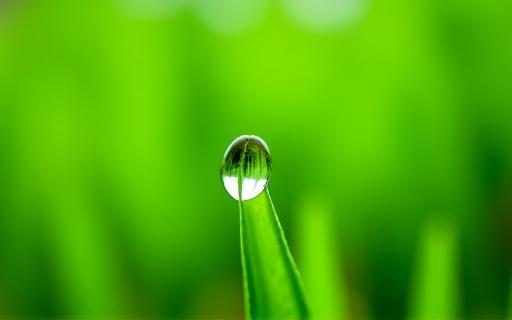 Et nærbillede af sundt, grønt græs med en dråbe vand på et strå.